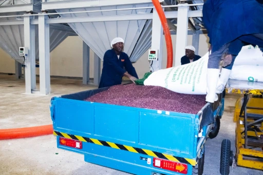 Integrated grain weighing and batching system for controlled and accurate material dosing.