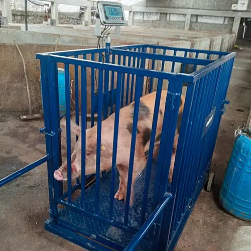  SCALESTECH 300kg livestock scale for weighing goats with a non-slip platform and digital LCD in Eldoret farm.