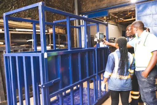 Bull weighing scale for slaughterhouse use in Kisumu Heavy-duty animal scale with motion accuracy feature installed at a meat processing facility in Kisumu.
