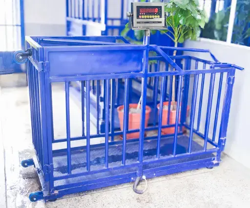 Digital pig scale with cage for slaughterhouse use in Kisumu Livestock Platform Scale