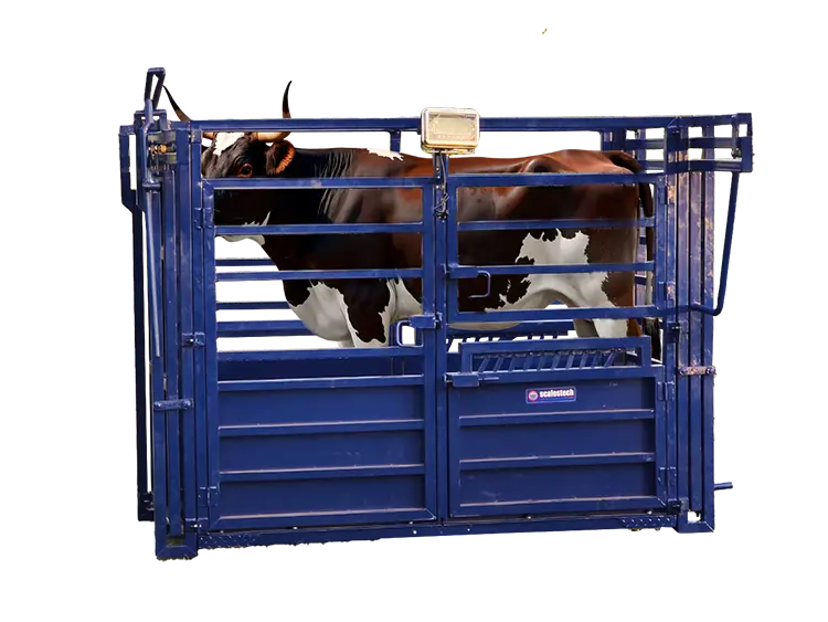 Animal Weighing Scale cage- Livestock Scale for Bulls & Cows